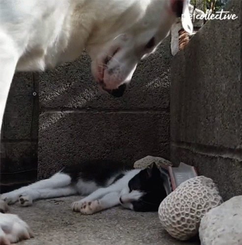 Black and White Cat Laying Beside Dog With Word Collective