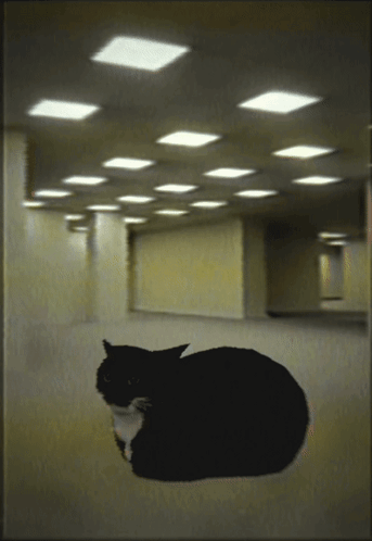 Black and White Cat Laying in Hallway