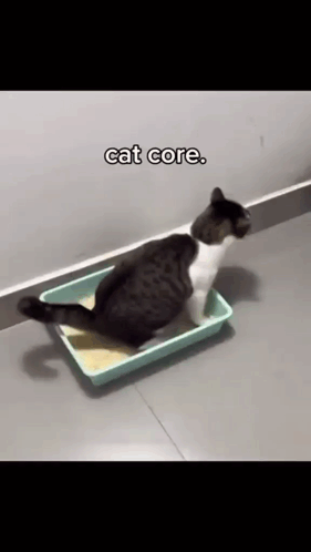 Black and White Cat Laying in Litter Tray Cat Core