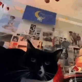 Black And White Cat Laying On Bed In Front Of Posters GIF