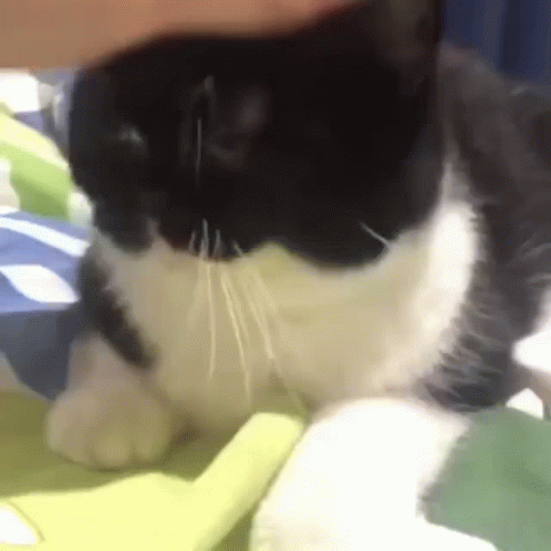 Black and White Cat Laying on Blanket on Bed