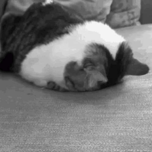 Black and White Cat Laying on Couch