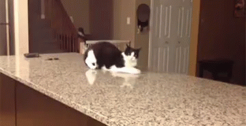 Black And White Cat Laying On Counter GIF
