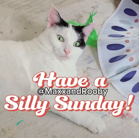Black And White Cat Laying On Floor Have A Silly Sunday GIF