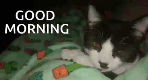 Black And White Cat Laying On Green Blanket Saying Good Morning GIF
