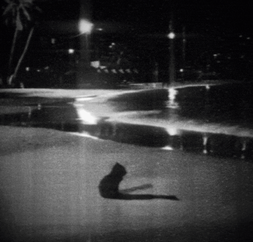 Black and White Cat Laying on Ground at Night
