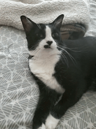Black and White Cat Laying on Patterned Blanket