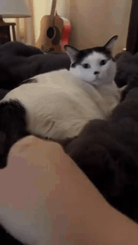 Black and White Cat Laying on Shoulder