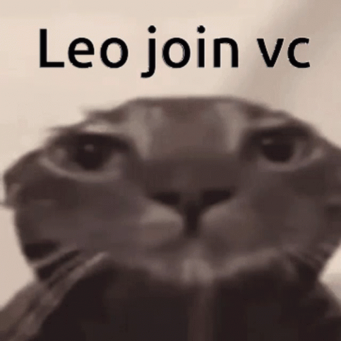 Black and White Cat Leo Join VC