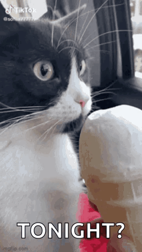 Black and White Cat Licking Ice Cream Saying Tonight