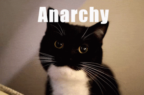 Black and White Cat Looking at Camera Anarchy