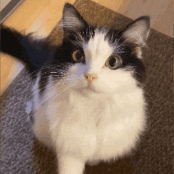 Black and White Cat Looking at Camera