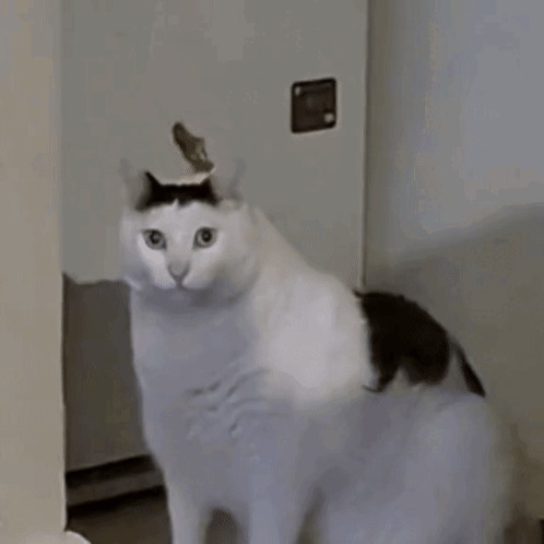 Black And White Cat Looking At Camera GIF