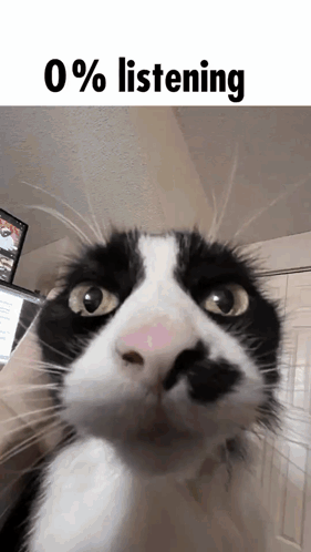 Black and White Cat Looking at Camera With 0 % Listening