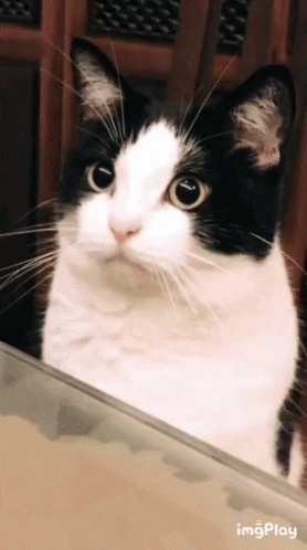 Black and White Cat Looking at Camera with ImgPlay