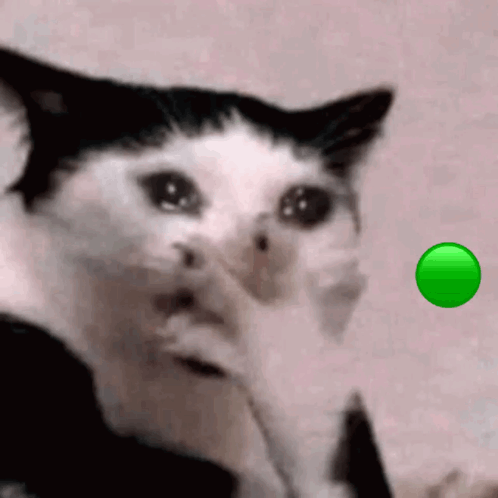 Black and White Cat Looking at Green Circle