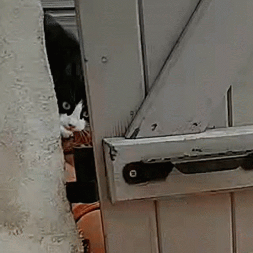 Black And White Cat Lurking GIF