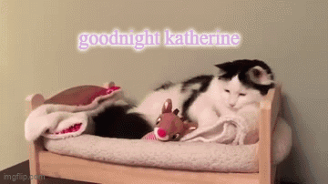 Black and White Cat Lying in Bed Goodnight Katherine