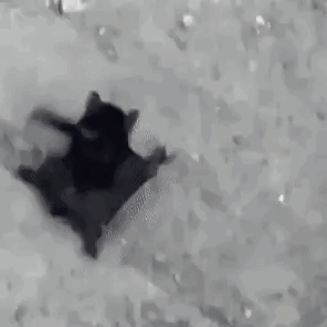 Black and White Cat Lying on Back in Snow