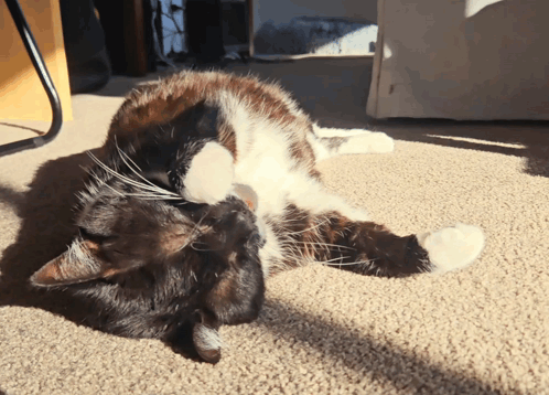 Black And White Cat Lying On Back GIF