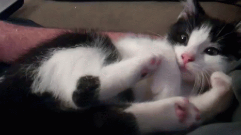 Black and White Cat Lying on Back Licking Paws