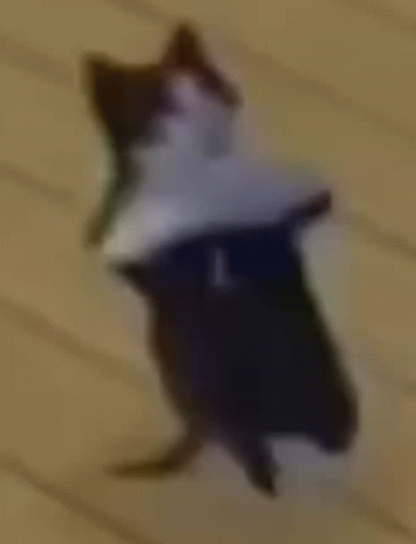 Black and White Cat Lying on Floor