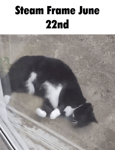 Black and White Cat Lying Steam Frame June 22nd