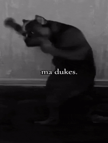 Black And White Cat Ma Dukes GIF