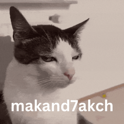 Black and White Cat Makand7akch