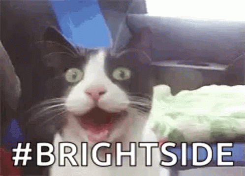 Black and White Cat Making Funny Face With # Brightside