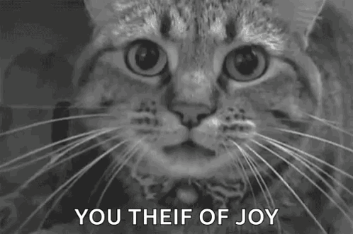 Black And White Cat Mouth Open You Theif Of Joy GIF