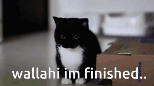 Black and White Cat Next to Cardboard Box Saying Wallahi Im Finished