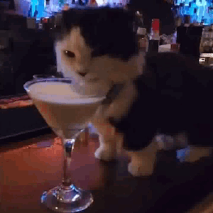 Black And White Cat Next To Martini Glass GIF