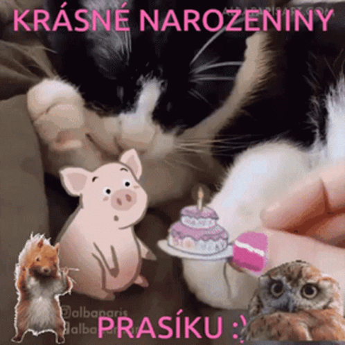 Black and White Cat Next to Pig with Birthday Cake