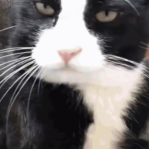 Black and White Cat Nose and Whiskers Close-Up