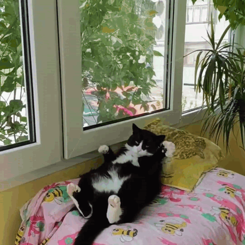 Black And White Cat On Bed GIF