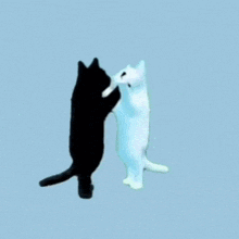 Black and White Cat on Hind Legs