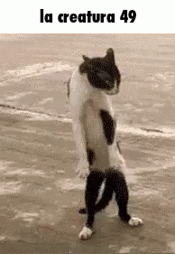 Black and White Cat on Hind Legs at Beach