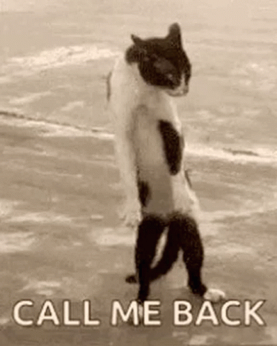 Black and White Cat on Hind Legs on Beach
