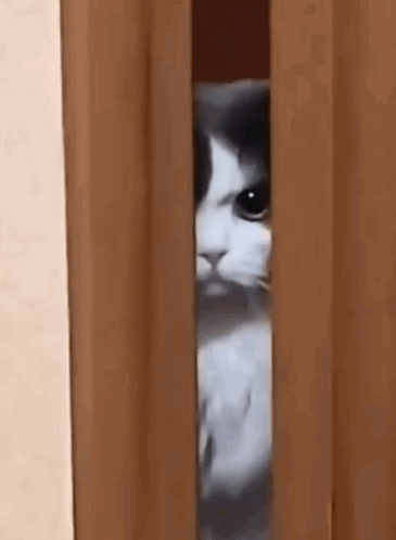 Black and White Cat Peeking Through Door