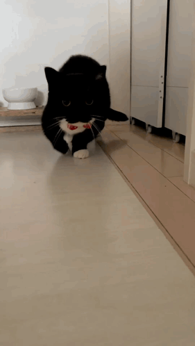 Black and White Cat Playing With Red Toy