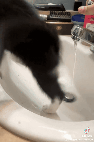 Black and White Cat Playing with Toothbrush