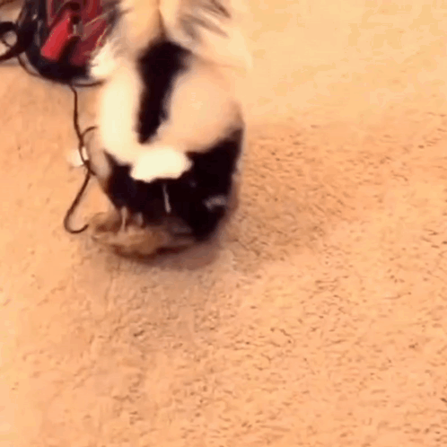 Black and White Cat Playing With Vacuum Cleaner