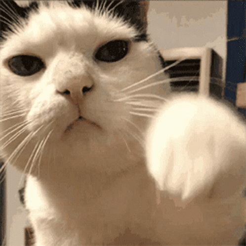 Black and White Cat Pointing