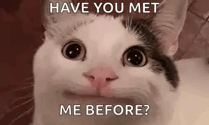 Black and White Cat Saying Have You Met Me Before