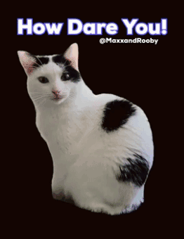 Black and White Cat Saying How Dare You