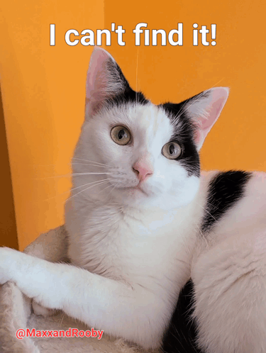 Black and White Cat Saying I Cant Find It