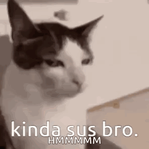 Black and White Cat Saying Kinda Sus Bro