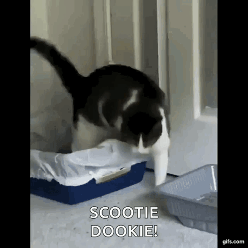 Black and White Cat Saying Scootie Dookie Next to Litter Box