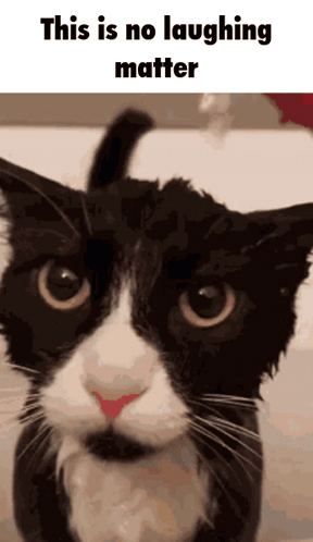 Black and White Cat Saying This Is No Laughing Matter